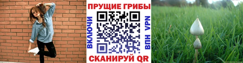 Галлюциногенные грибы Psilocybe  где купить наркоту  Лобня 